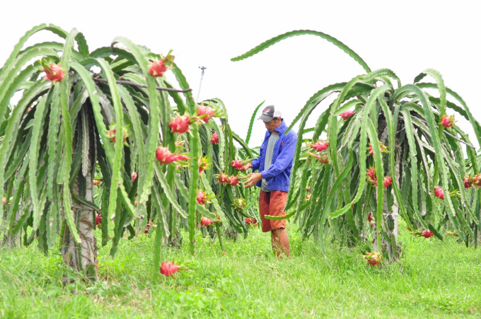 Trung Quốc &quot;vét sạch&quot; thanh long, giá tăng vụt thêm 15.000 đồng/kg - Ảnh 2.