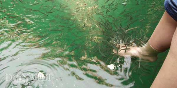 Đến vịnh Uy Phong trải nghiệm kiểu mát-xa cá có một không hai - Ảnh 4.