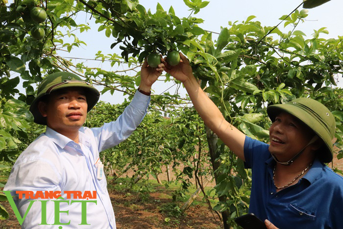 Liên kết trồng chanh leo, nông dân Sơn La lãi trăm triệu mỗi năm - Ảnh 3.