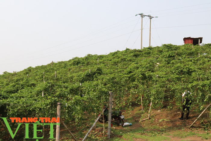 Liên kết trồng chanh leo, nông dân Sơn La lãi trăm triệu mỗi năm - Ảnh 5.