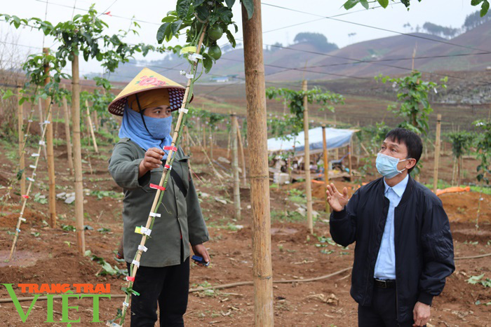 Triển vọng phát triển cây chanh leo ở Chiềng Sung - Ảnh 2.