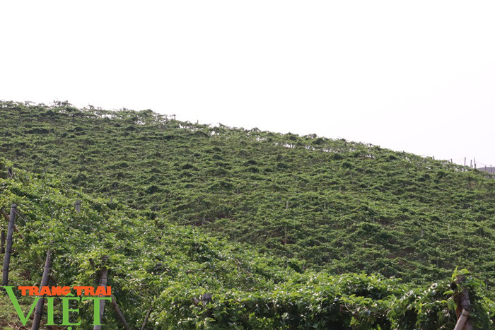 Triển vọng phát triển cây chanh leo ở Chiềng Sung - Ảnh 6.