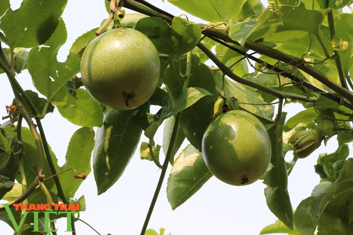 Triển vọng phát triển cây chanh leo ở Chiềng Sung - Ảnh 5.