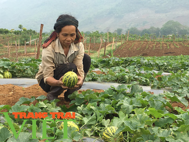 Yên Châu giúp nông dân làm giàu - Ảnh 4.