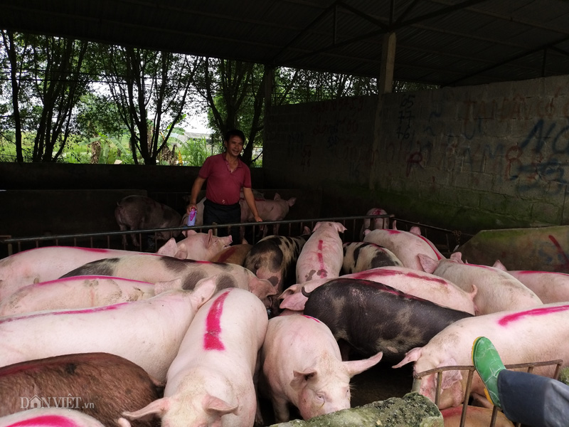 Giá heo hơi hôm nay 15/4: &quot;Nhảy múa&quot; chóng mặt, tập đoàn chăn nuôi tăng lãi 17 lần  - Ảnh 1.