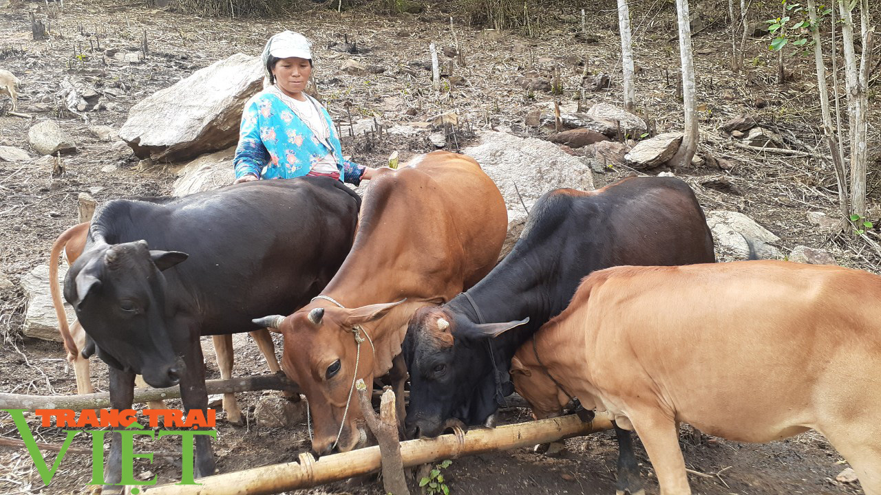 Nông thôn mới Sơn La: Cửa Rừng chăn nuôi gia súc theo hướng hàng hóa  - Ảnh 1.