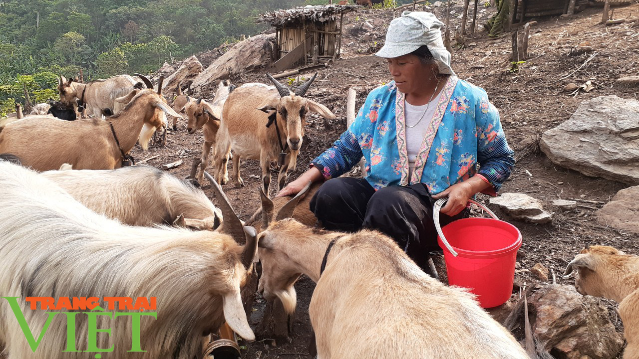 Nông thôn mới Sơn La: Cửa Rừng chăn nuôi gia súc theo hướng hàng hóa  - Ảnh 4.