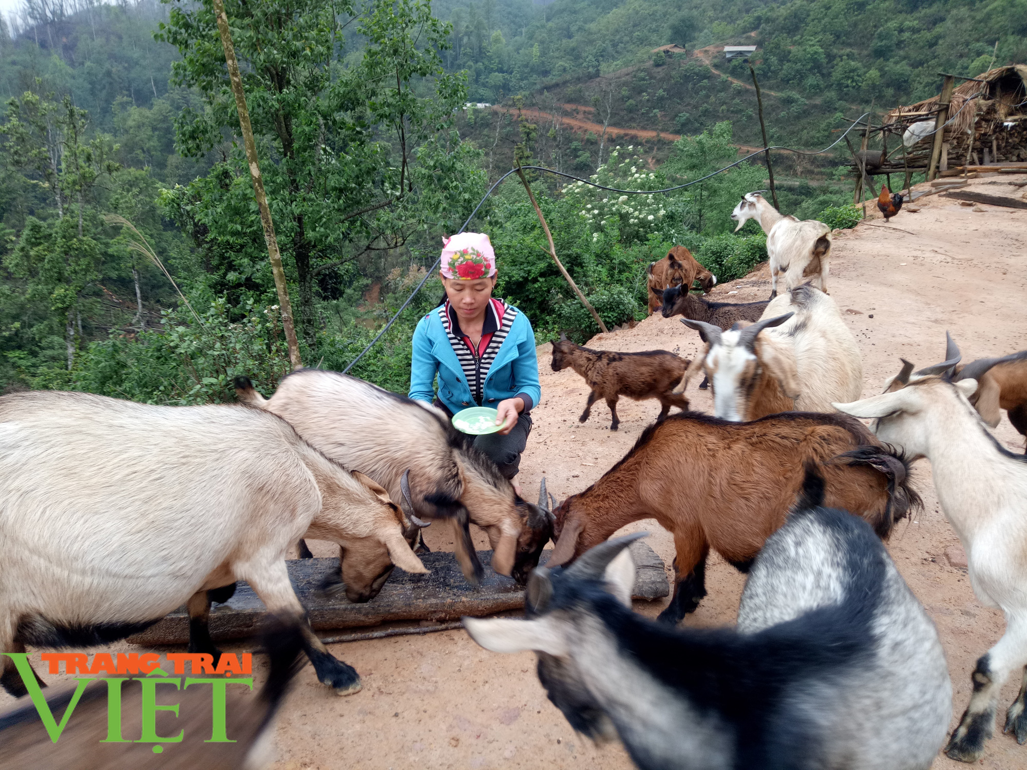 Nông thôn mới Sơn La: Cửa Rừng chăn nuôi gia súc theo hướng hàng hóa  - Ảnh 2.