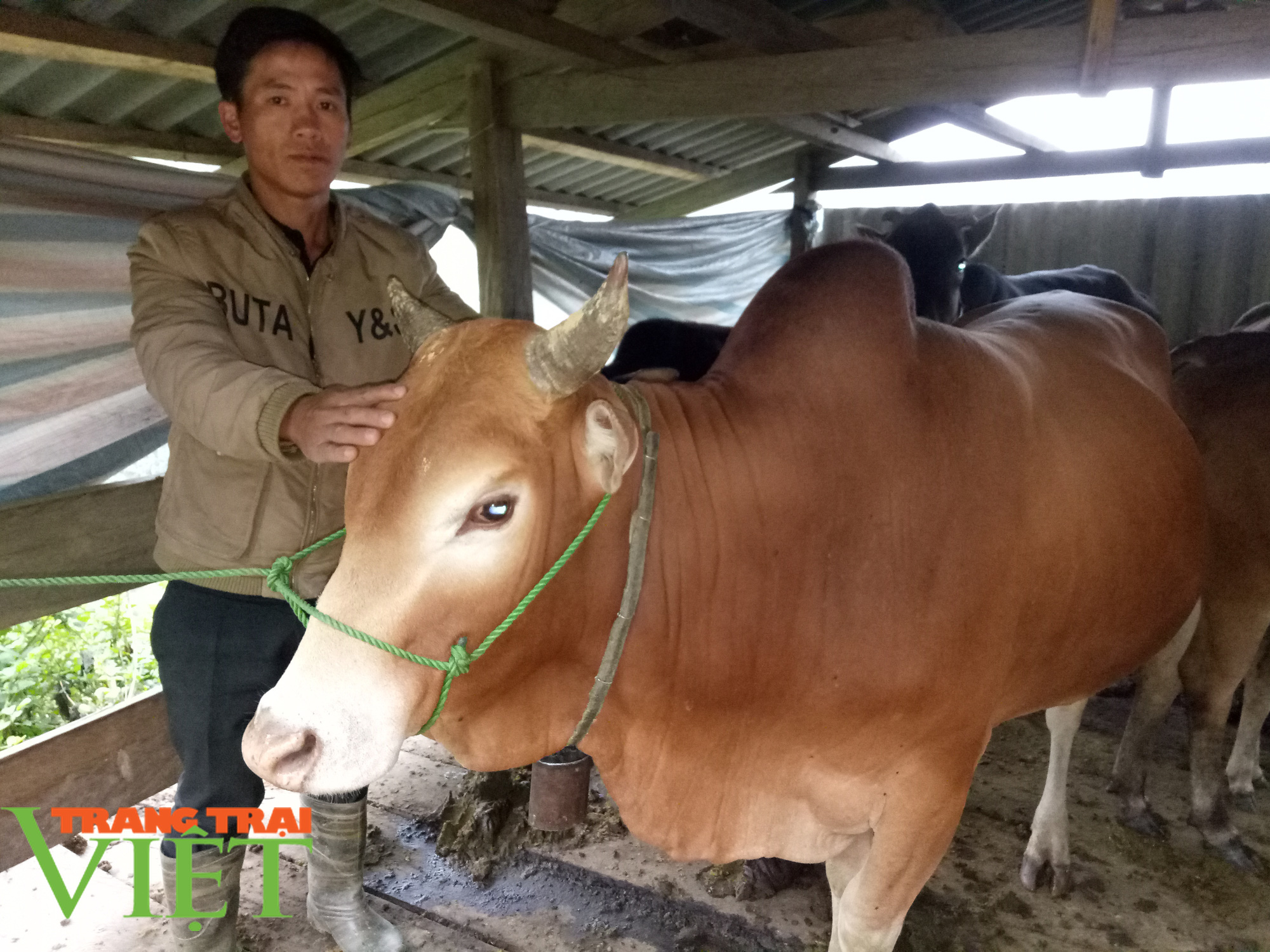Nông thôn mới Sơn La: Cửa Rừng chăn nuôi gia súc theo hướng hàng hóa  - Ảnh 3.