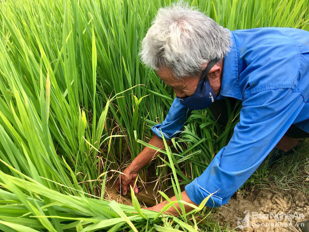 Nhờ mồi nhử này, nông dân xứ Nghệ kiếm nửa triệu ngon ơ nhờ bắt lươn đồng - Ảnh 1.