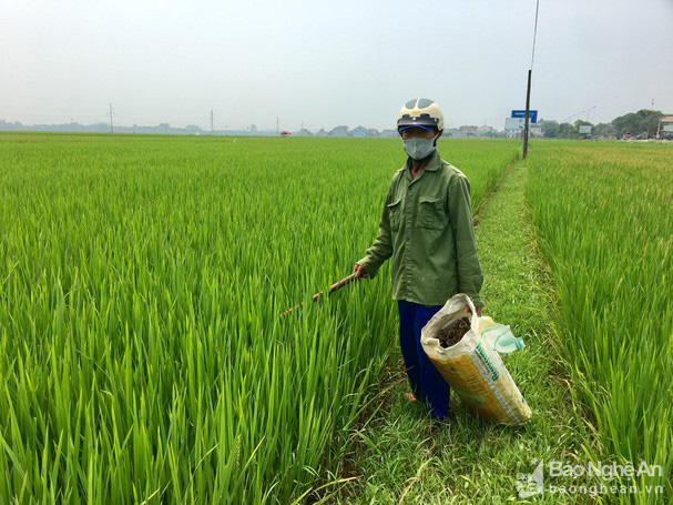 Nhờ mồi nhử này, nông dân xứ Nghệ kiếm nửa triệu ngon ơ nhờ bắt lươn đồng - Ảnh 3.