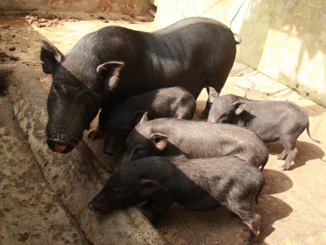JICA: Lợn bản địa Việt Nam có thể dùng trong y học, rất quý hiếm