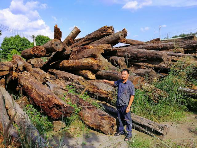 Vụ 8.000m3 gỗ để mục nát ở Bình Phước: Những con số “nhảy múa”