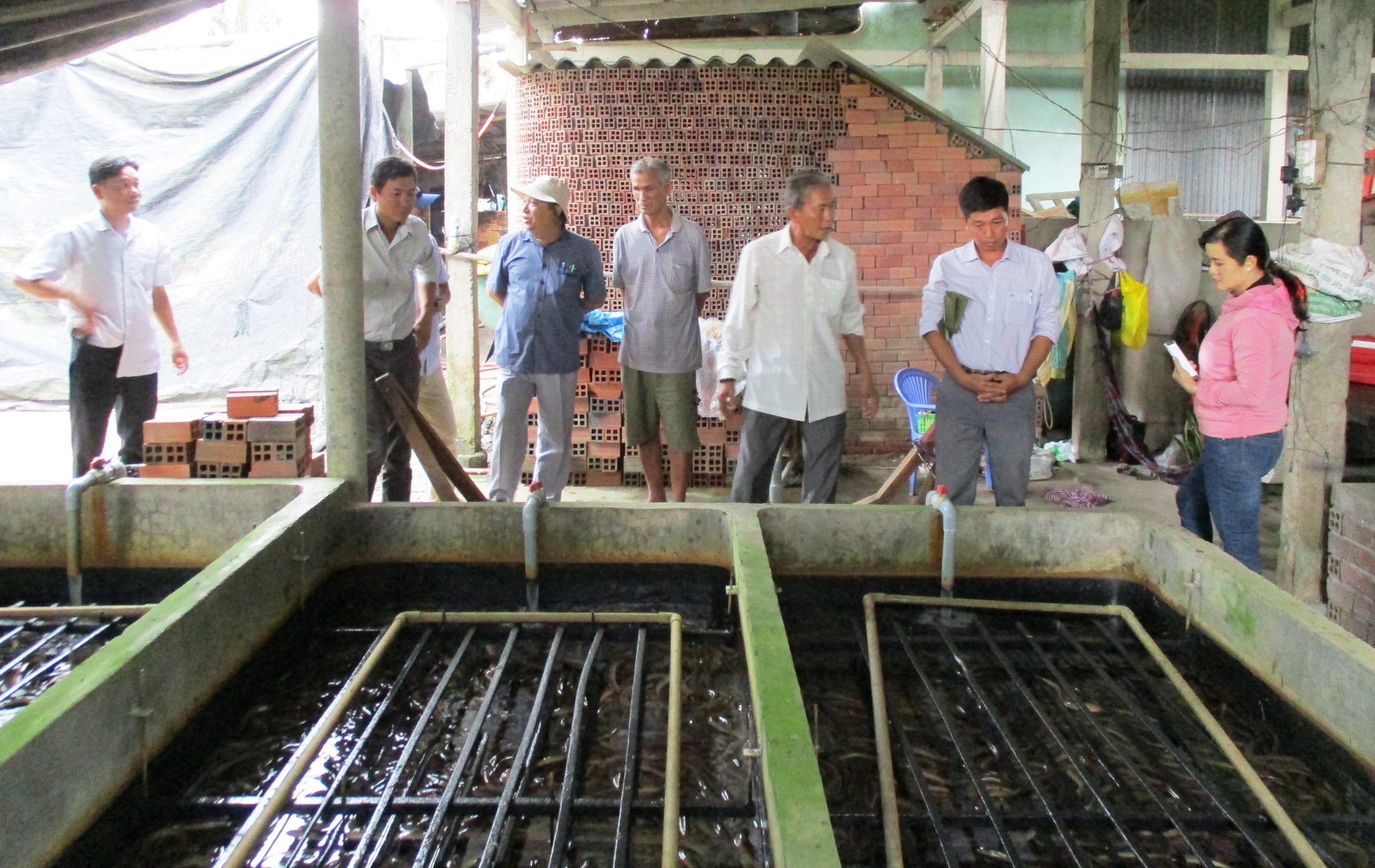 Làm bể thấp tè nuôi 7 tấn lươn không bùn, người ra vào tấp nập - Ảnh 1.