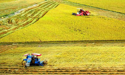 Thuế sử dụng đất nông nghiệp sẽ được miễn đến hết năm 2025 - Ảnh 2.