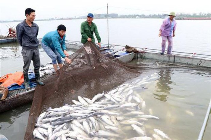 Cá sông Mã chết hàng loạt: Do hoạt động sản xuất - Ảnh 2.