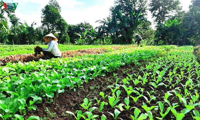 Đắk Lắk: Ngày càng nhiều mô hình khởi nghiệp từ nông nghiệp sạch - Ảnh 1.