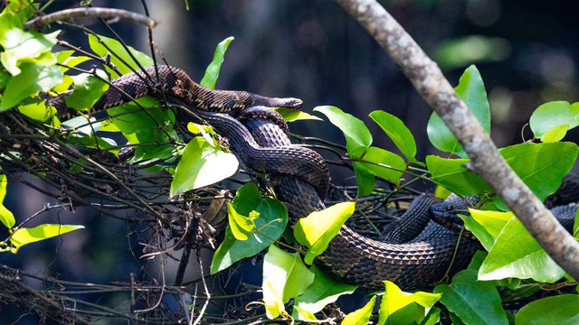 Rùng mình chứng kiến đàn rắn giao phối tập thể trên cây - Ảnh 2.