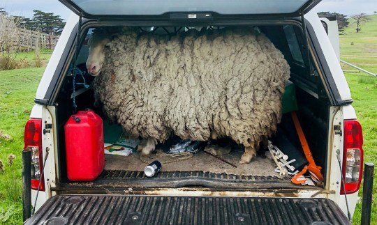 Chú cừu mang bộ lông khổng lồ sau 7 năm 'giãn cách xã hội' - Ảnh 3.
