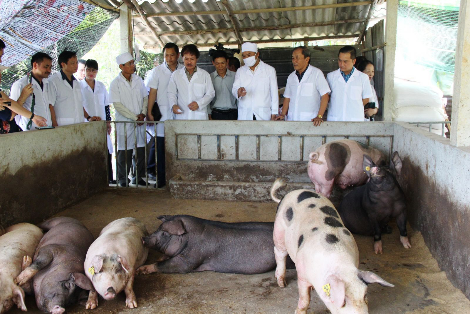 Giá heo hơi hôm nay 29/4: Trung Quốc tăng mua lợn giống nên khan hàng, thịt nhập 60.000đ/kg - Ảnh 2.
