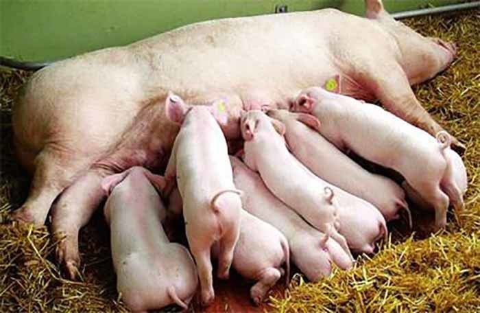Hụt nguồn cung, xin nhập 6 vạn lợn nái tạo đàn - Ảnh 1.