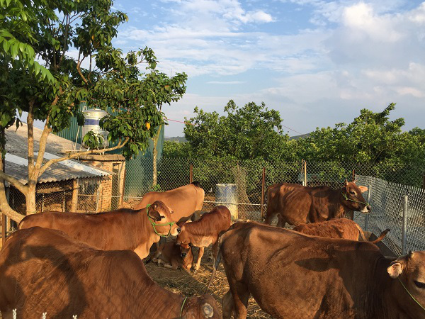 HÀNH TRÌNH TÌM LỐI THOÁT NGHÈO VÀ TINH THẦN TƯƠNG THÂN CỦA LÃO NÔNG TRỒNG CAM Ở SƠN LA - Ảnh 5.