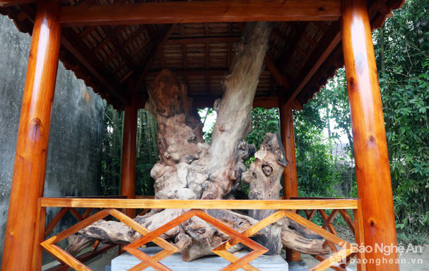 Chuyện về cây mít hơn 130 năm tuổi ở quê ngoại Bác Hồ - Ảnh 6.