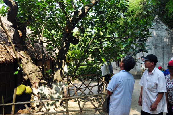 Chuyện về cây mít hơn 130 năm tuổi ở quê ngoại Bác Hồ - Ảnh 2.