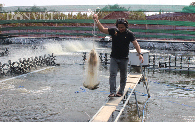 Chăn nuôi tôm ở huyện Cần Giờ. Ảnh: Nguyên Vỹ