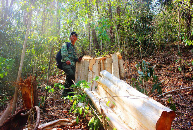 Thâm nhập điểm nóng phá rừng giáp Gia Lai - Đắk Lắk - Ảnh 1.