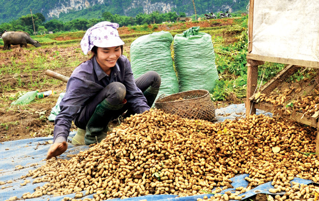 “Vựa lạc” xứ Tuyên được mùa nhờ chăm sóc tốt  - Ảnh 2.