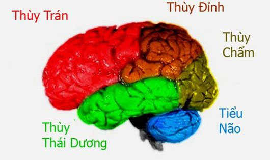 Bộ não của các thiên tài hoạt động như thế nào? (Kỳ 1) - Ảnh 4.