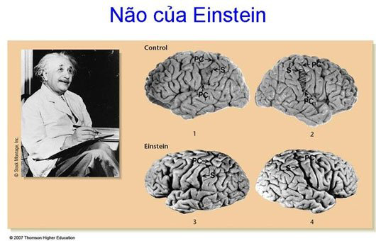 Bộ não của các thiên tài hoạt động như thế nào? (Kỳ 1) - Ảnh 5.