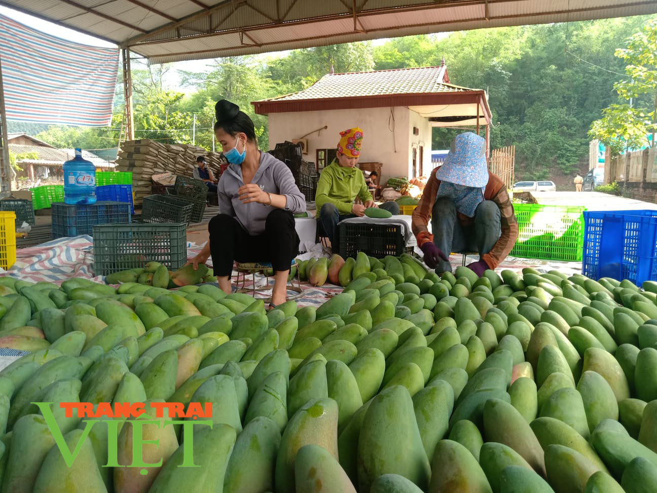 Xoài Yên Châu tiếp tục lên đường “xuất ngoại” - Ảnh 5.