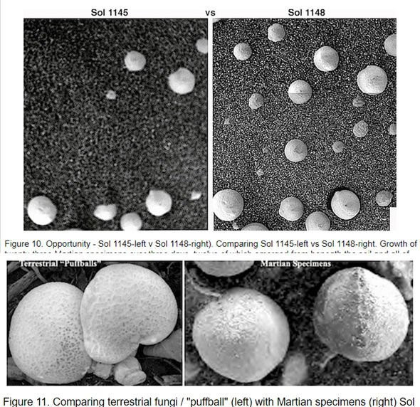 Hàng ngàn “cây nấm” được phát hiện trong các bức ảnh chụp sao Hỏa của NASA - Ảnh 2.