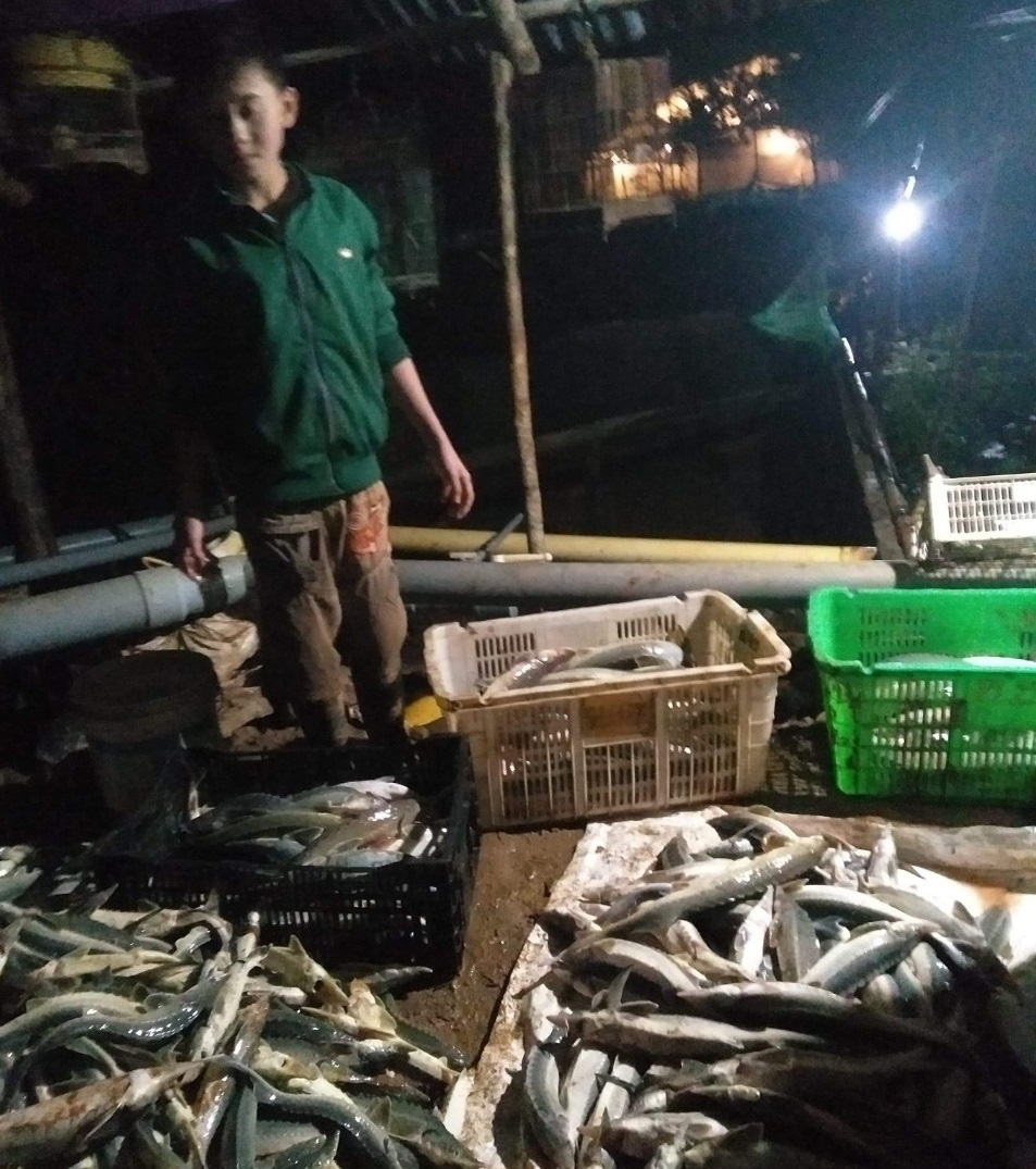 Xót xa: 5 tấn cá tầm thịt, hàng ngàn con cá giống chết nghi do thuốc sâu  - Ảnh 3.