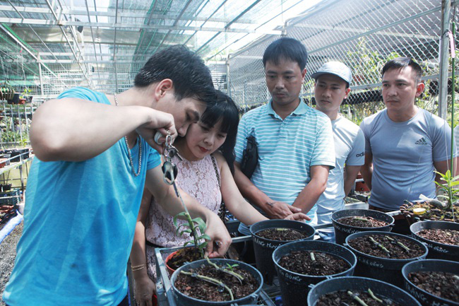 Choáng những giỏ lan đột biến hiếm thấy ở Hà Nội, giá hàng trăm triệu - Ảnh 17.