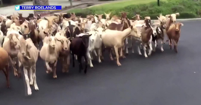 200 goats escaped from the barn and flooded the streets of California because they were so hungry