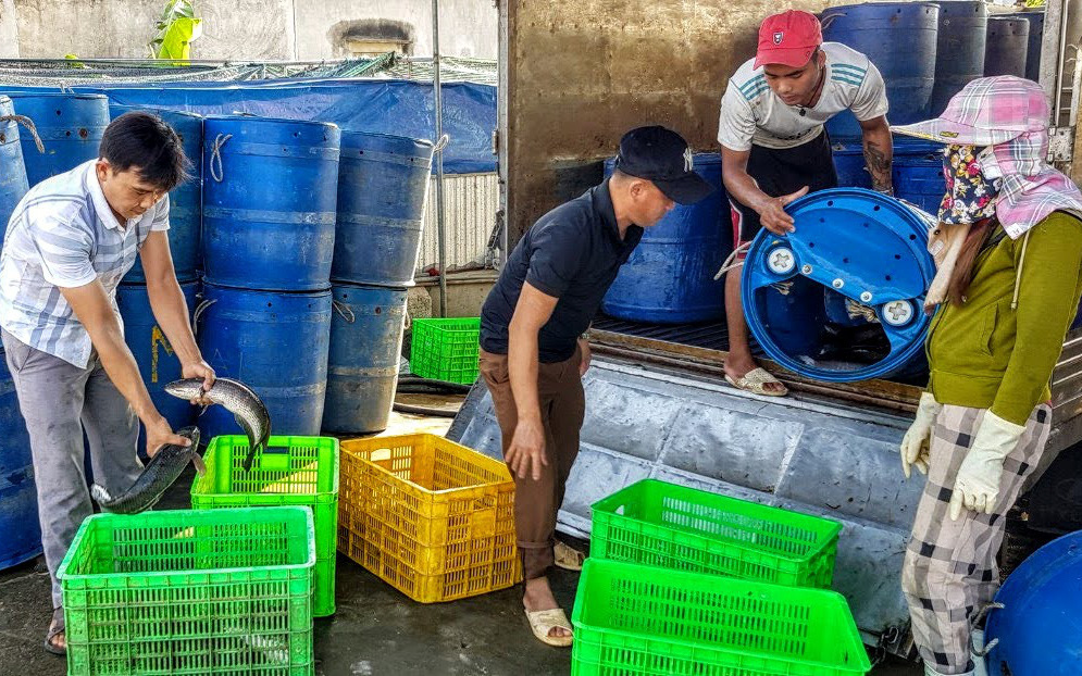 ''Nuôi cá lóc đầu nhím, bỏ túi hàng trăm triệu đồng mỗi năm

''