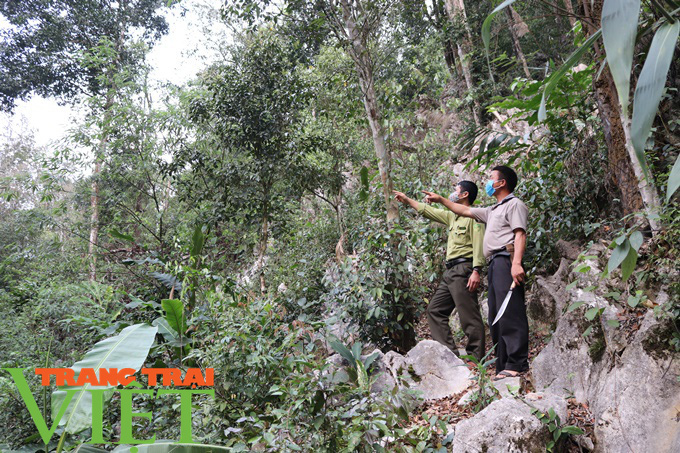 Phiêng Ban làm tốt công tác quản lý, bảo vệ rừng - Ảnh 3.