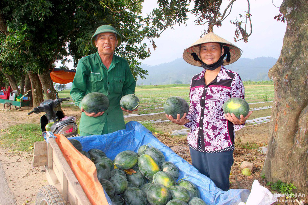 Nghệ An: Dưa hấu &quot;cháy hàng&quot;, giá cao kỷ lục, bán tại ruộng mỗi sào có ngay 10 triệu đồng - Ảnh 1.