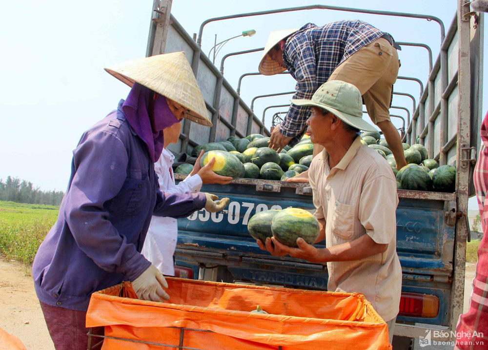 Nghệ An: Dưa hấu &quot;cháy hàng&quot;, giá cao kỷ lục, bán tại ruộng mỗi sào có ngay 10 triệu đồng - Ảnh 3.