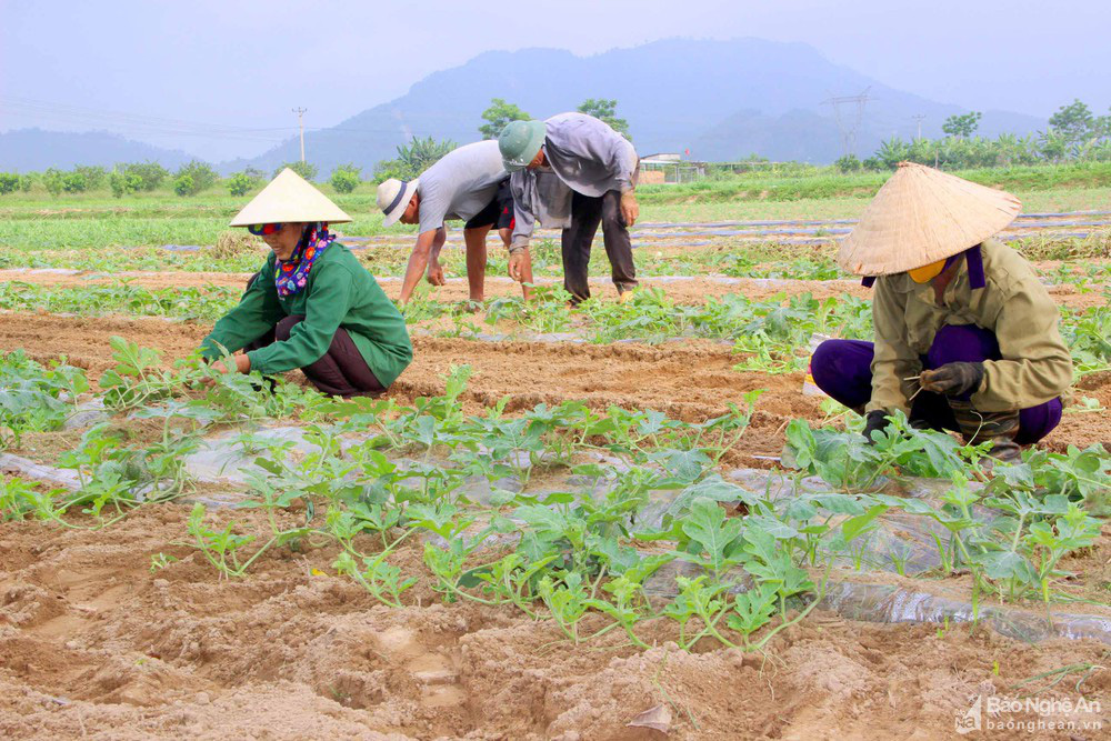 Nghệ An: Dưa hấu &quot;cháy hàng&quot;, giá cao kỷ lục, bán tại ruộng mỗi sào có ngay 10 triệu đồng - Ảnh 4.