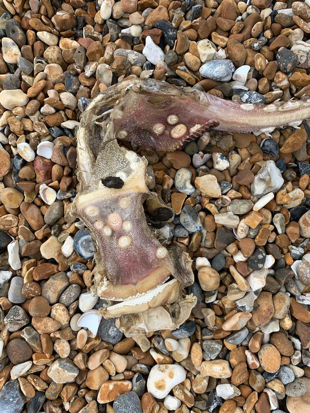 Cô gái phát hiện thủy quái có răng ở đuôi khi đang chạy bộ trên bãi biển - Ảnh 1.