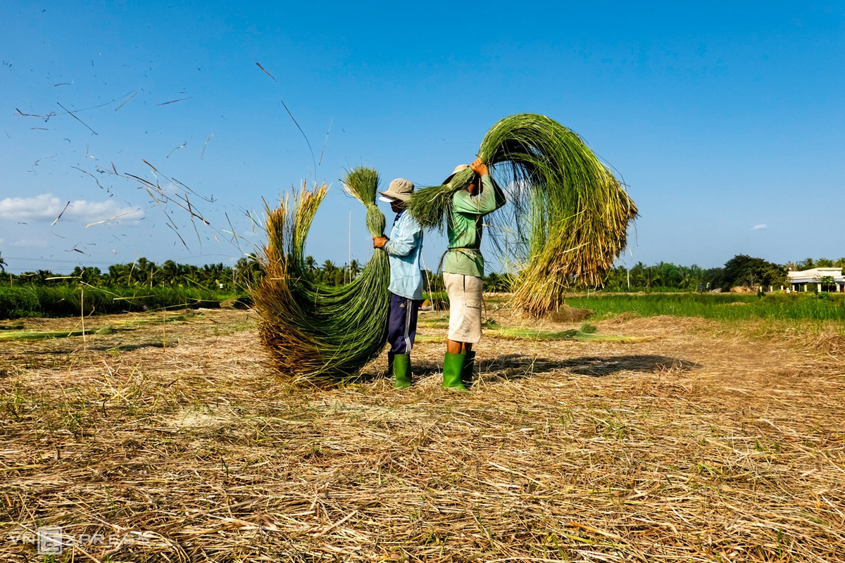 Cánh đồng cói đẹp như tranh - Ảnh 5.