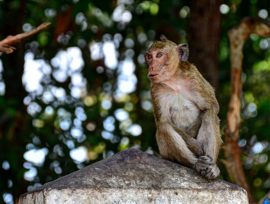 Tây Ninh: Vào rừng nuôi...khỉ - Ảnh 1.