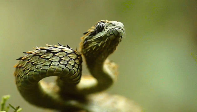 Độc đáo hình ảnh rắn rồng với nhiều tông màu sắc