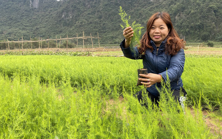 Trồng cây "nhà giàu" trên vùng đất khó, dân kêu "cây lạ" nhưng lại thu tiền tỷ