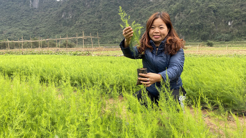 Trồng cây &quot;nhà giàu&quot; trên vùng đất khó, dân kêu &quot;cây lạ&quot; nhưng lại thu tiền tỷ - Ảnh 1.