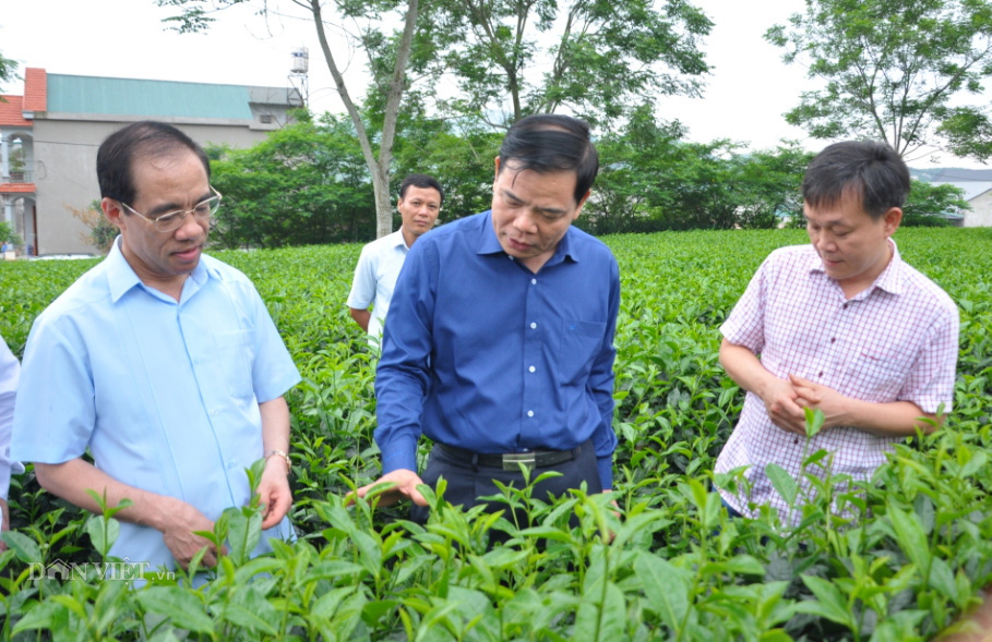 Vùng chè hữu cơ xứ Tuyên được Bộ trưởng Nguyễn Xuân Cường đến thăm có gì đặc biệt? - Ảnh 1.